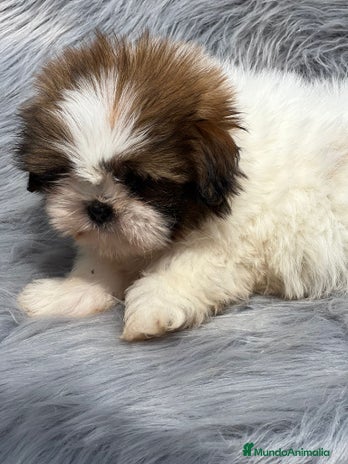 Shih Tzu perros en Barcelona - Anuncio 13