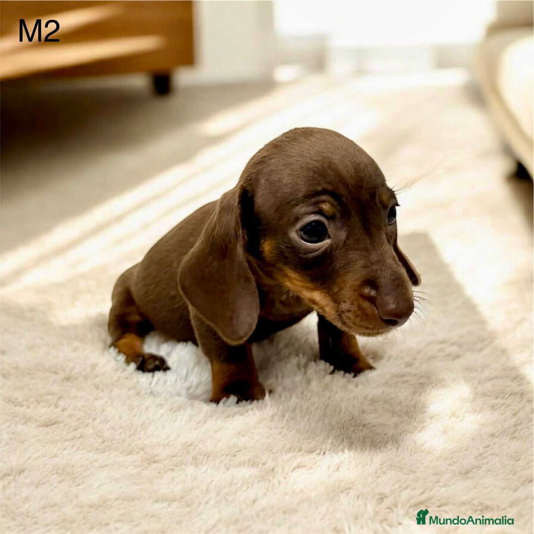 Teckel perros en venta: Camada teckel mini - Anuncio 5