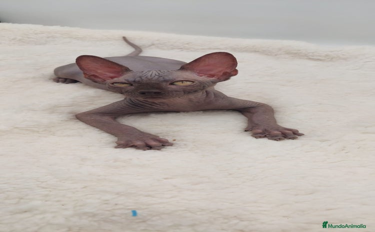 Sphynx gatos Machito sphynx  - Anuncio 4