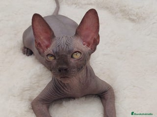 Sphynx gatos Machito sphynx - Anuncio 7