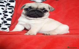 Carlino - Pug perros en venta: MACHOS CARLINO PRECIO REAL - Imagen 2