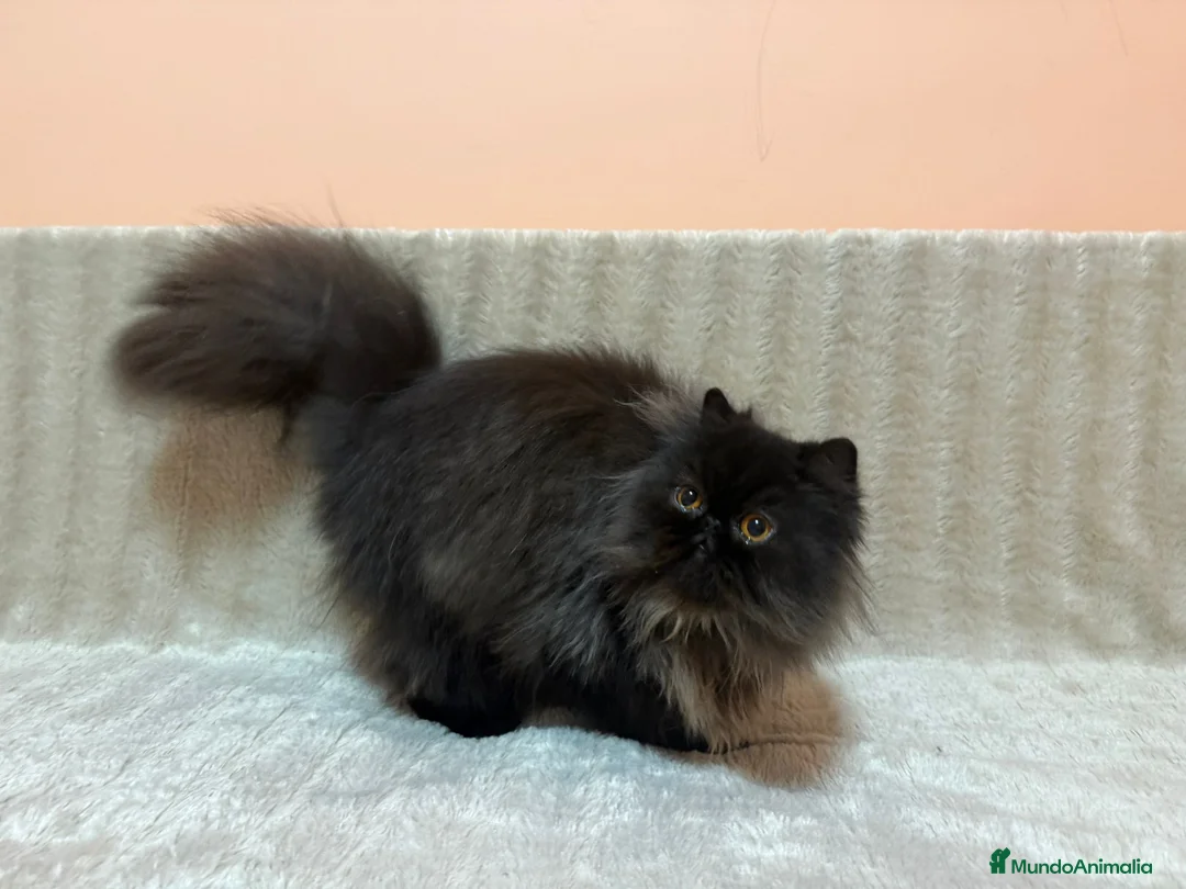 Persa gatos en venta: Gatos persas - Anuncio 2