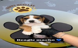 Beagle perros en venta: 🐶  Beagle 3 Meses,  Disponibles 🐶 - Imagen 4