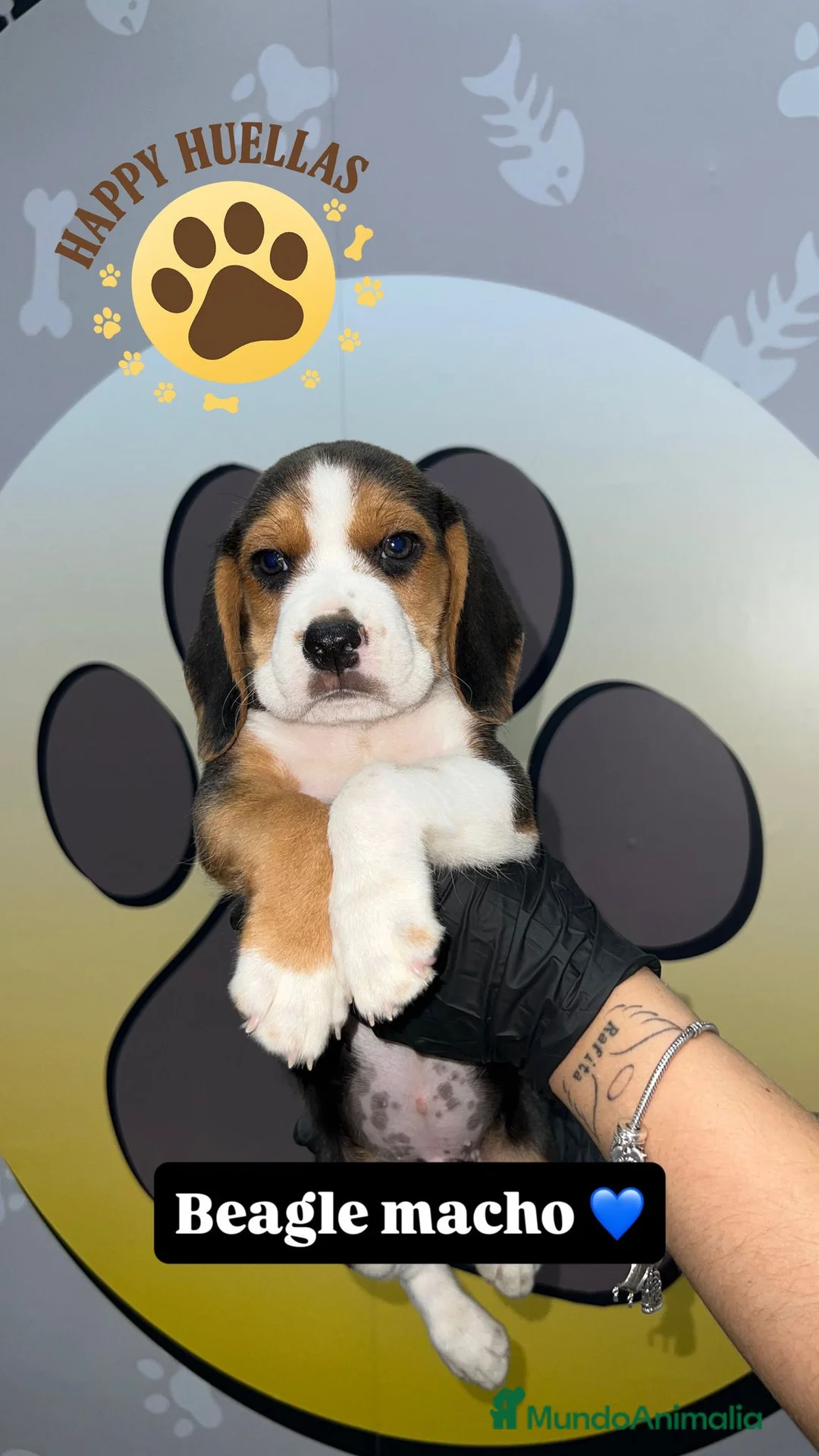Beagle perros en venta: 🐶  Beagle 3 Meses,  Disponibles 🐶 - Anuncio 4