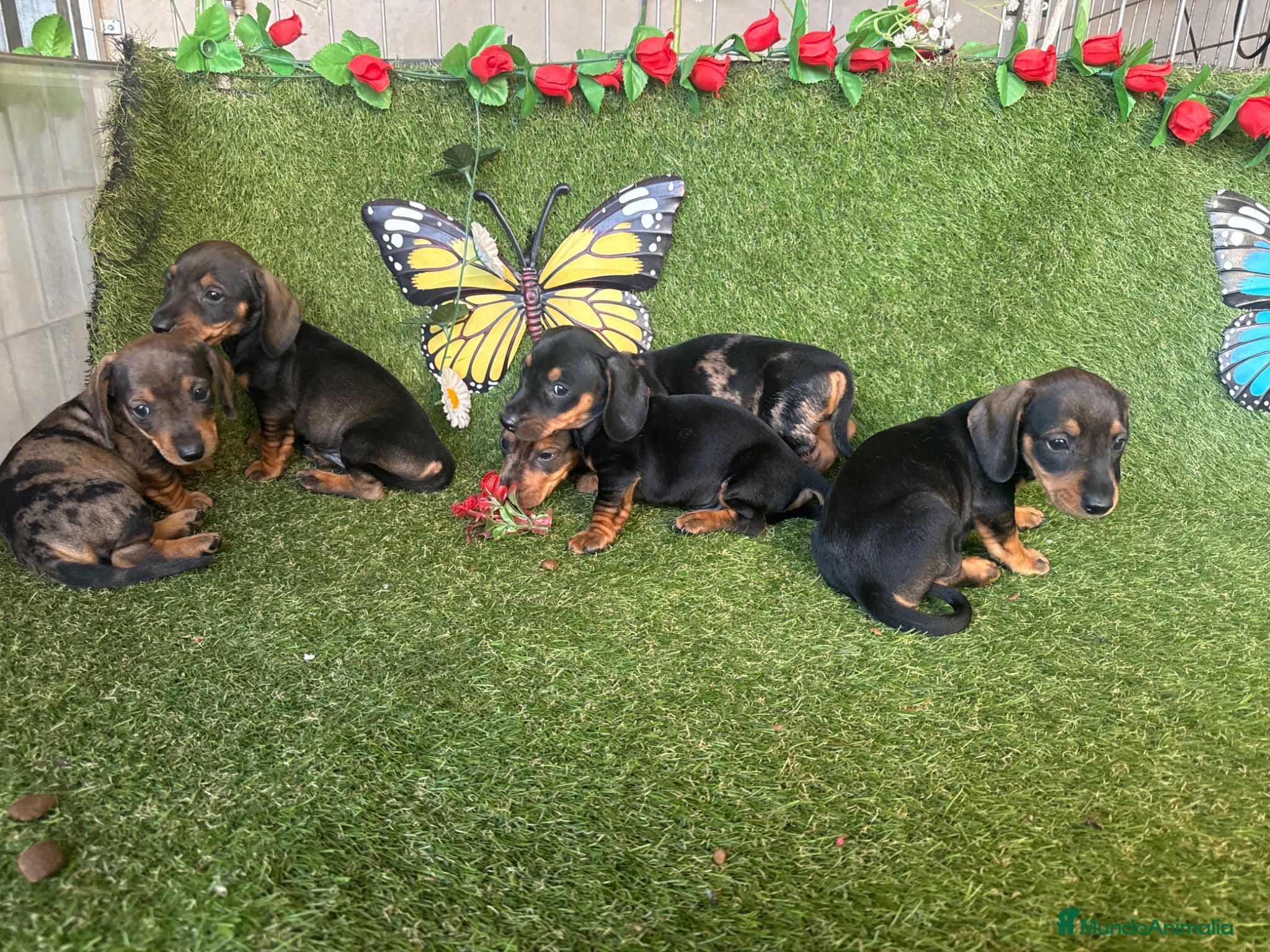 Teckel Miniatura perros en venta: Venta Teckel  - Anuncio 1