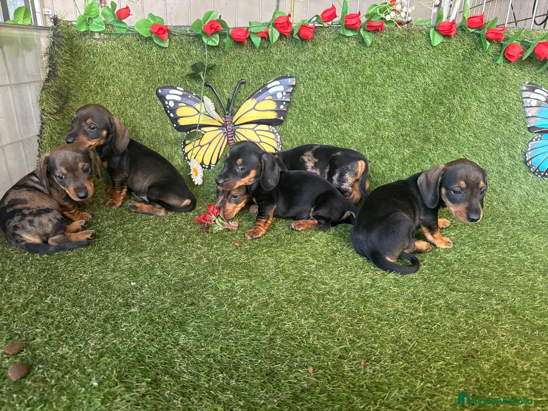Teckel Miniatura perros en venta: Venta Teckel  - Anuncio 1