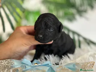 Caniche Toy perros CANICHE TOY - Anuncio 2