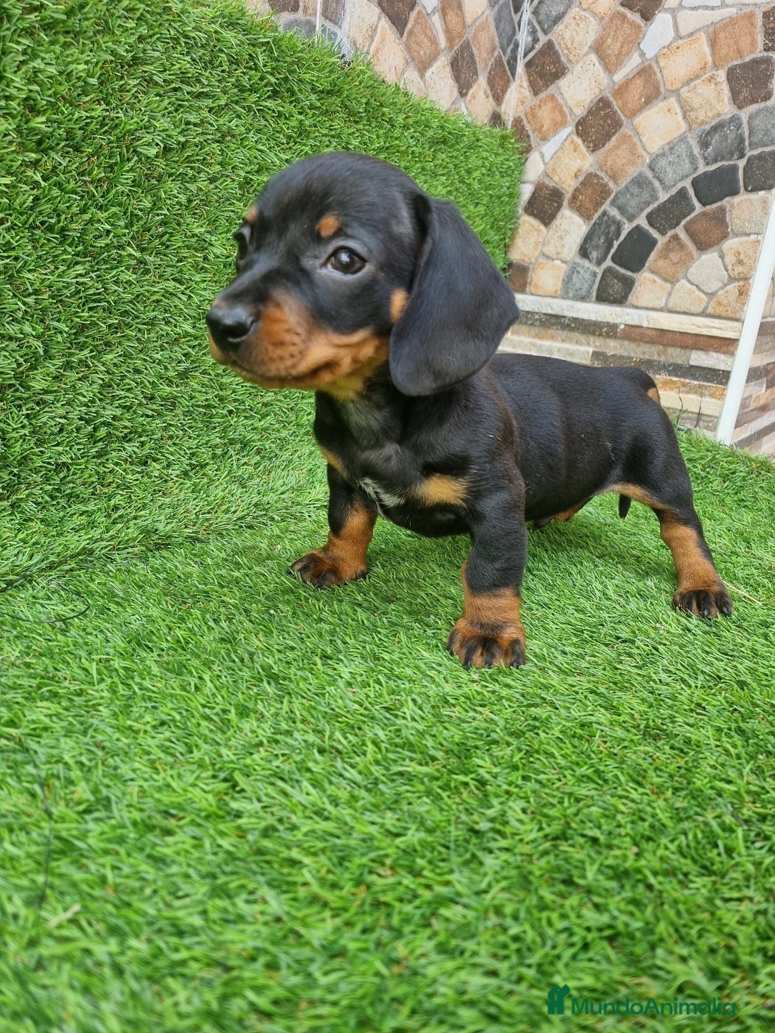 Teckel Miniatura perros TECKEL MINI - Anuncio 1