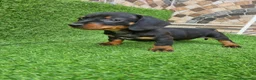Teckel Miniatura perros en venta: TECKEL MINI - Anuncio 1