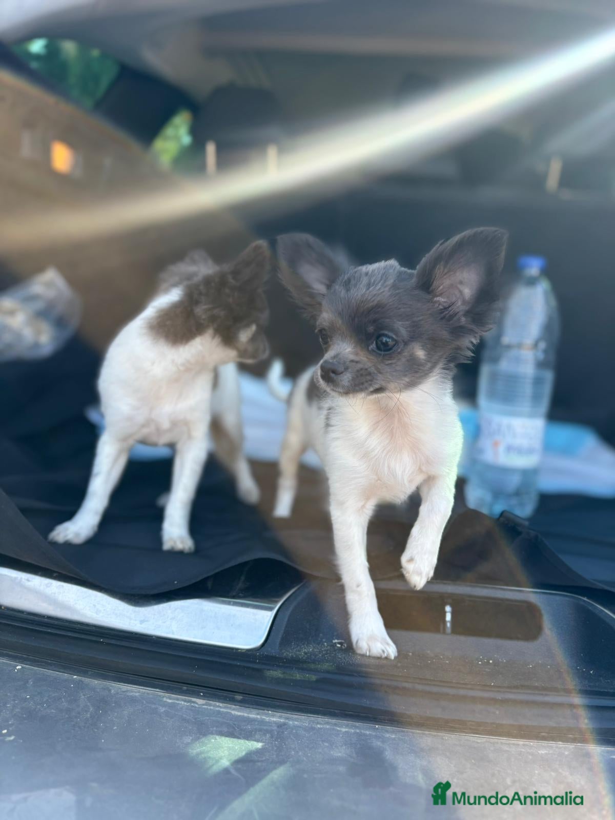 Chihuahua perros Chihuahuas pelo largo blanco blue - Anuncio 30