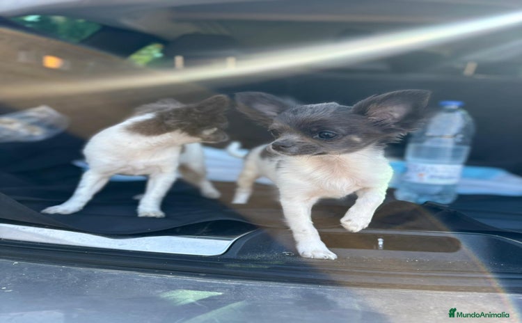 Chihuahua perros - Anuncio 5