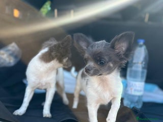 Chihuahua perros - Anuncio 1