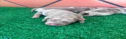 Teckel perros en venta: Teckel mini - Anuncio 9