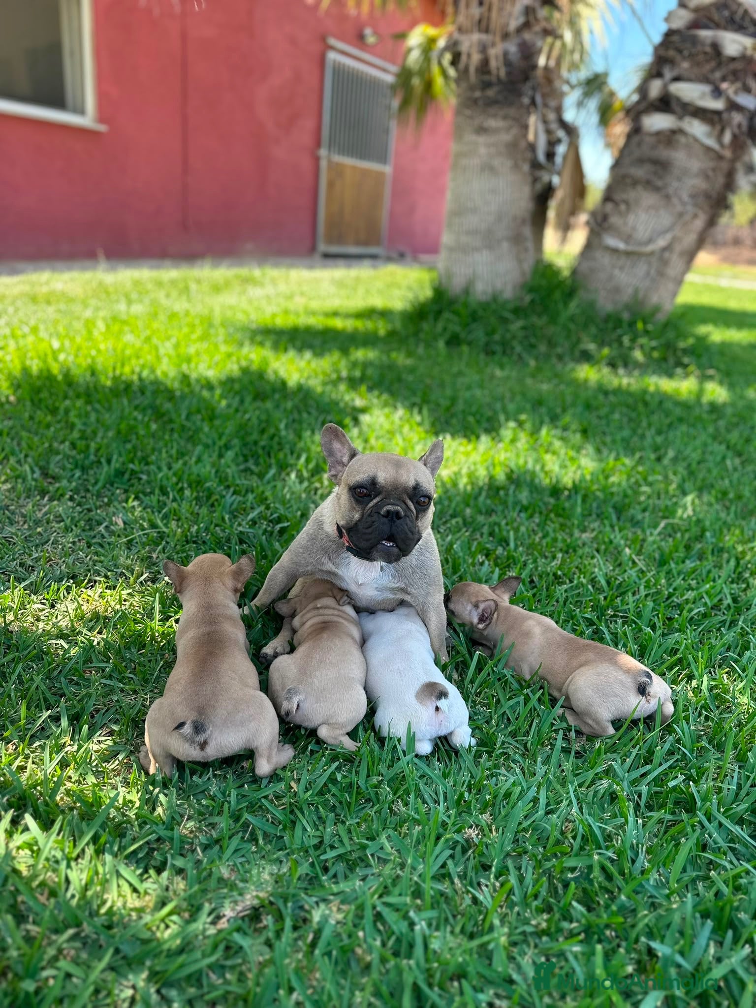 Bulldog Francés perros Cachorros bulldog francés beige - Anuncio 1