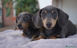 Teckel Miniatura perros en venta: 🌙 Tiko y Monchi – Teckel miniatura silver-blue 🐾 - Imagen 2