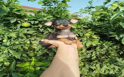Pinscher Miniatura perros en venta: Mini Pincher  - Imagen 3