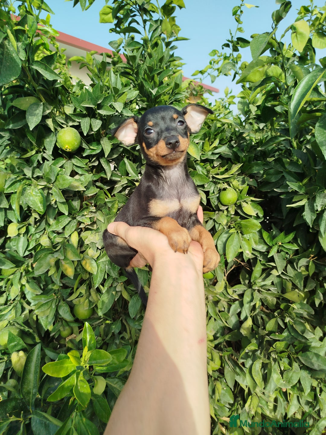 Pinscher Miniatura perros en venta: Mini Pincher  - Imagen 3