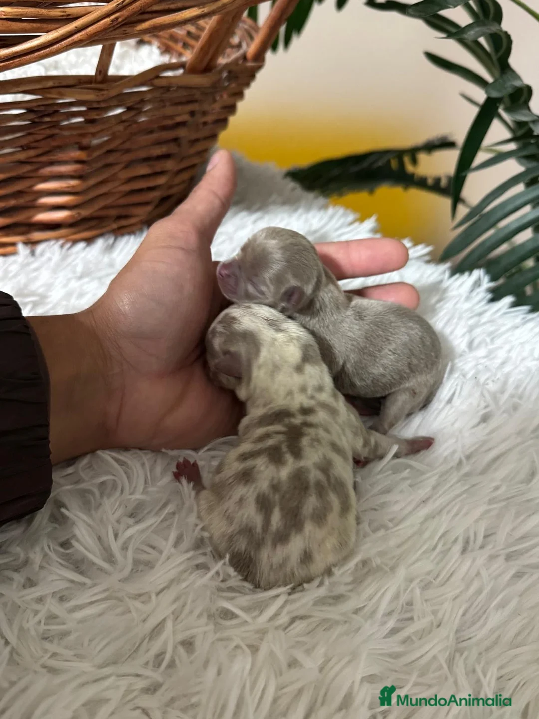 Chihuahua perros en venta: CHIHAUHUA MACHO- COLORES EXOTICOS - Anuncio 4