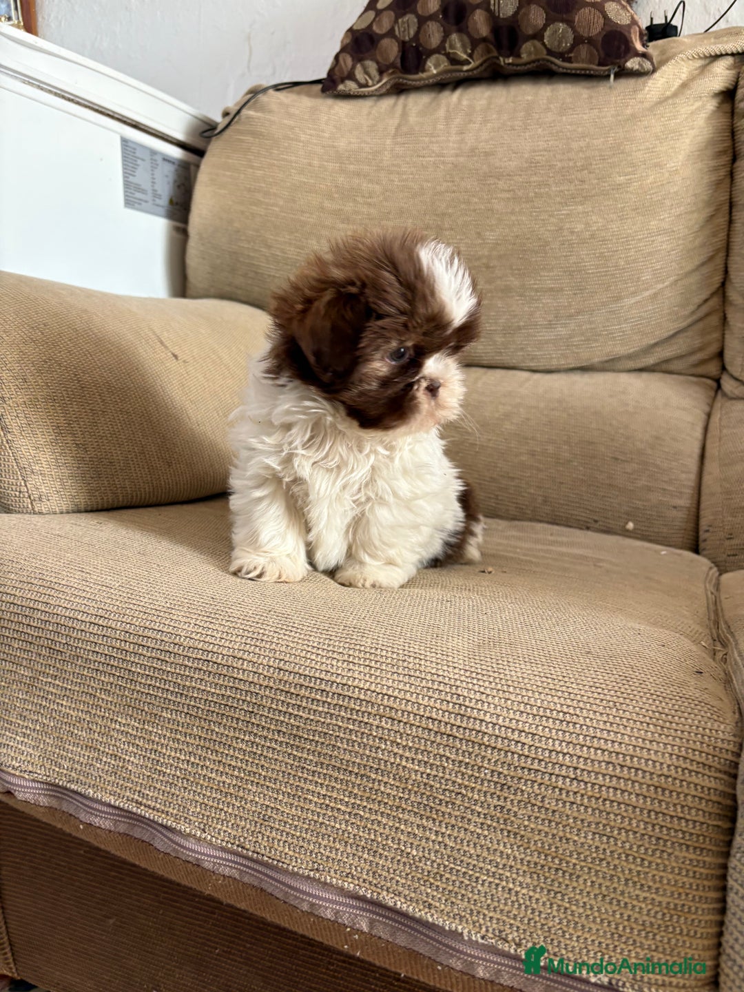 Shih Tzu perros en venta: Disponibles cachorritos de Shih-tzu - Anuncio 2