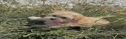 Maltipoo perros en venta: Maltipoo lista para entregar !!! - Anuncio 5