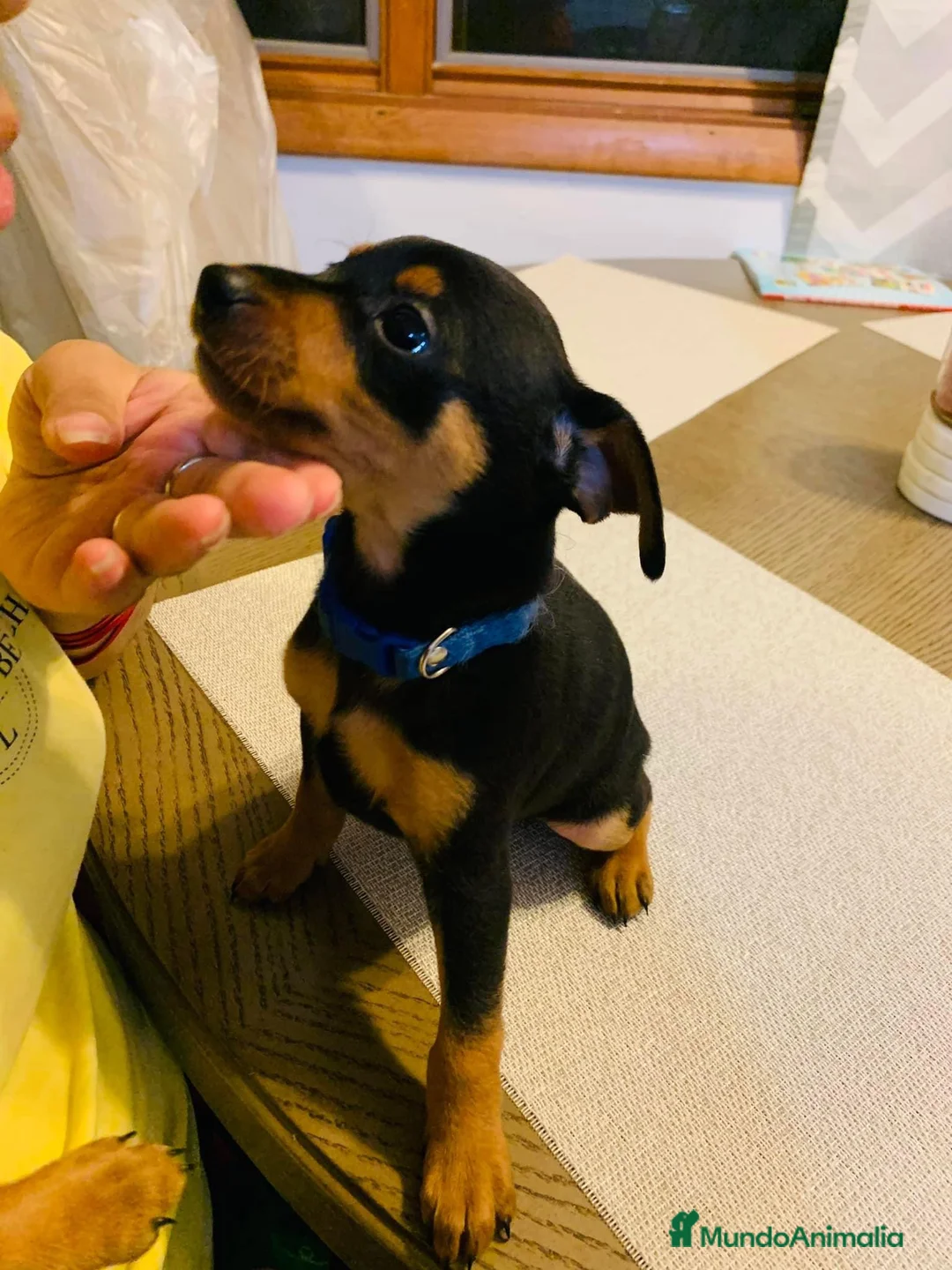 Pinscher Miniatura perros en venta: Pinscher mini socializados !!!  en Ciudad Real - Anuncio 5