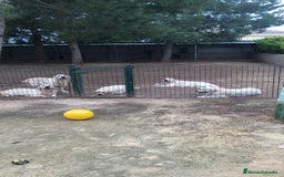 Golden Retriever perros en venta: Cachorros golden con pedigree  - Anuncio 13