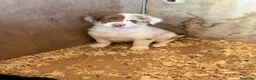 Border Collie perros en venta: Borde collie  - Anuncio 13
