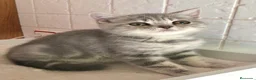 Británico de Pelo Corto gatos en venta: Gata british tabby azul - Anuncio 2