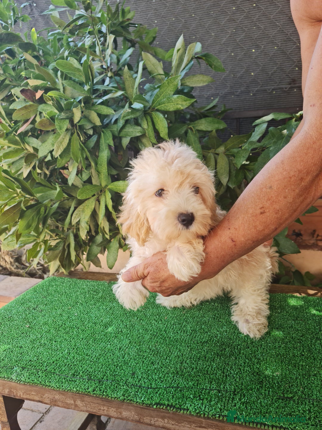 Maltipoo perros en venta: Maltipoo - Imagen 6