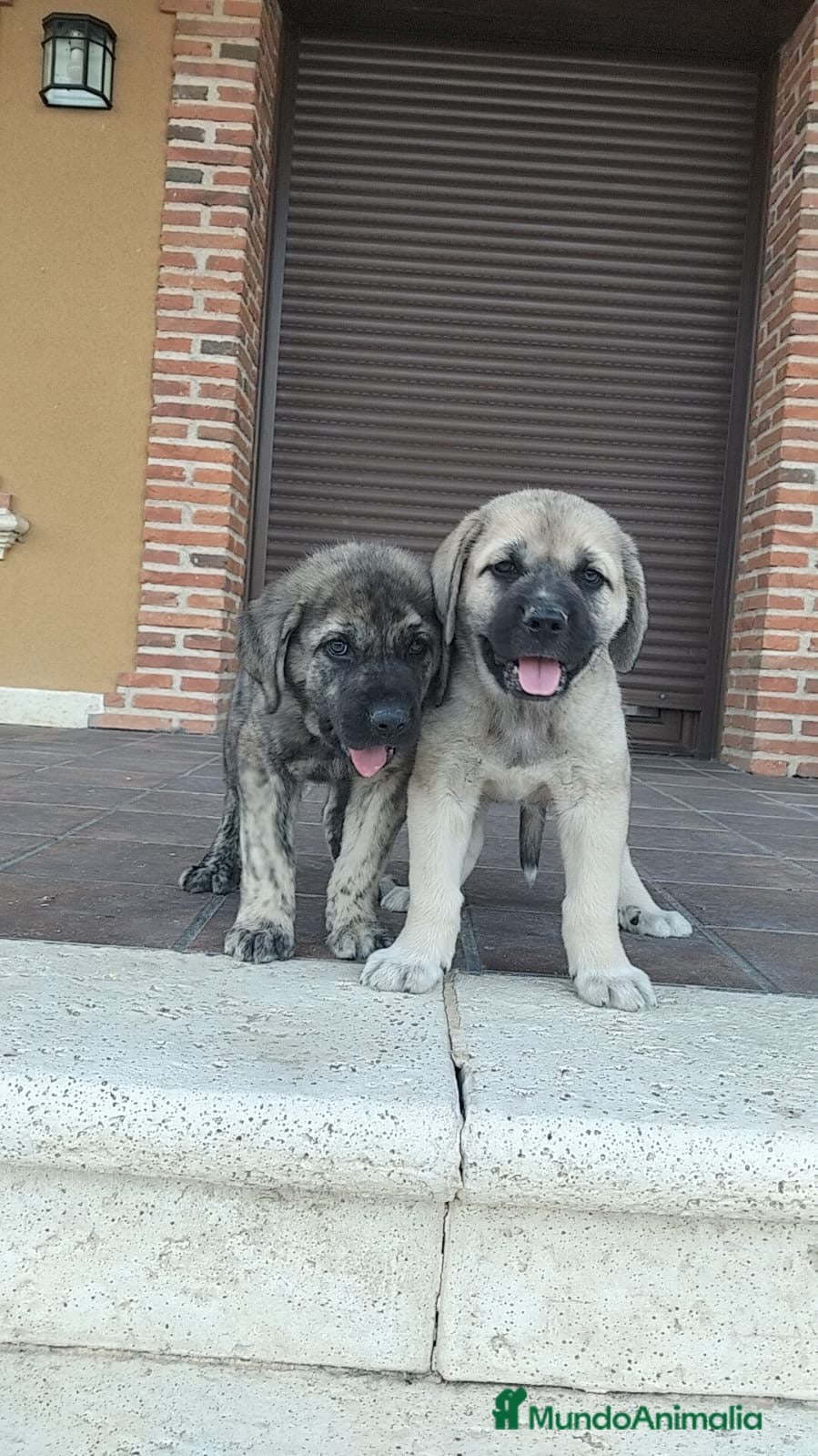 Mastín Español perros Mastin  - Anuncio 16