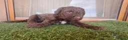 Perro de Agua Español perros en venta: Cachorros perro de agua - Anuncio 11