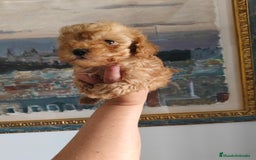 Caniche Toy perros en venta: Caniche toy macho rojo  - Imagen 3