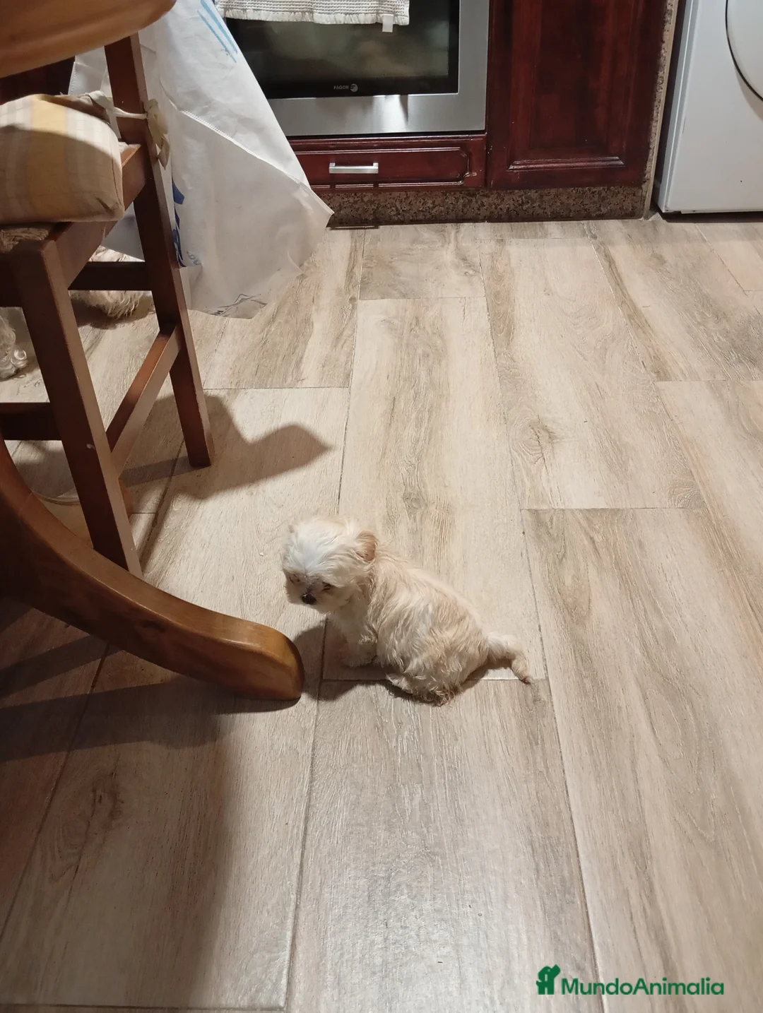 Raza Mixta perros en venta: Bichón maltés maltipoo - Anuncio 7