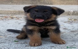 Pastor Alemán perros en venta: Cachorros De Pastor Aleman en Salamanca - Imagen 1