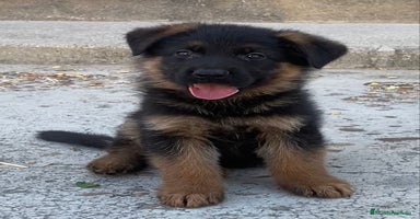 Pastor Alemán perros en Salamanca - Propaganda 11