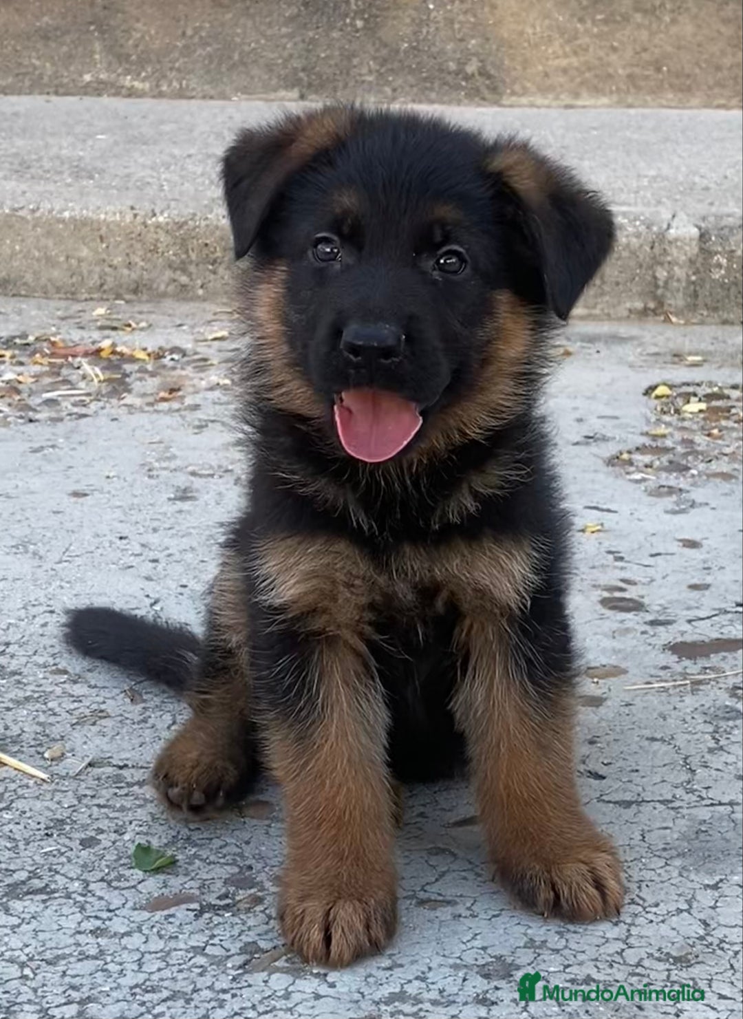 Pastor Alemán perros en venta: Cachorros De Pastor Aleman en Salamanca - Imagen 1