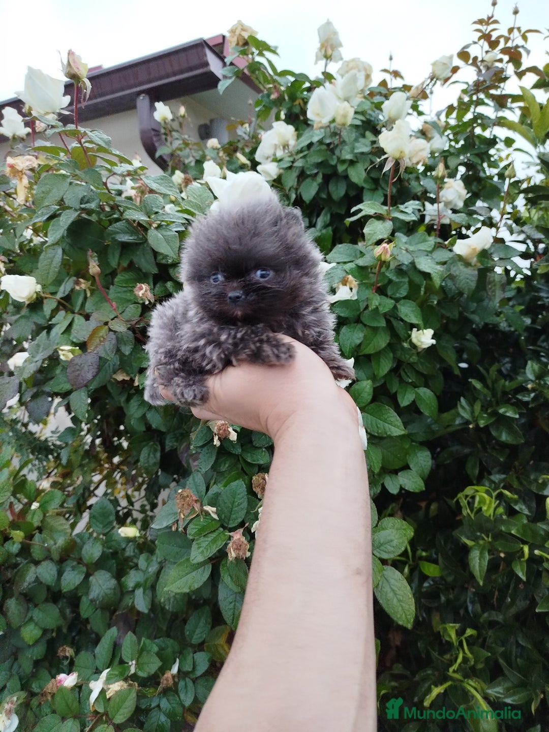 Pomerania perros en venta: Lulú de pomerania toy  - Anuncio 2