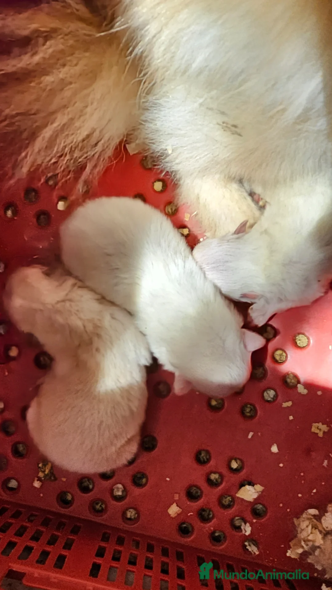 Pomerania perros en venta: Pomerania mini toy  - Anuncio 5