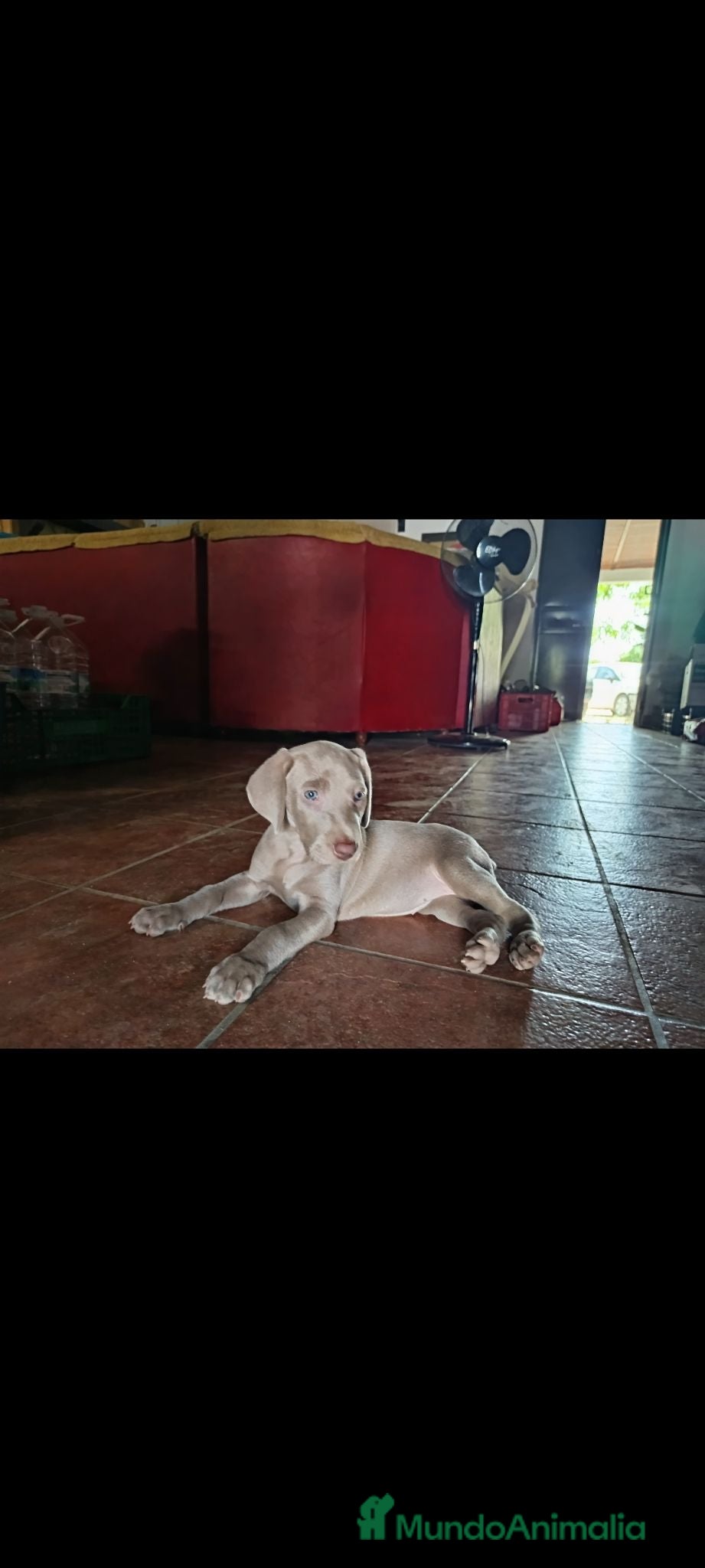 Weimaraner perros Cachorros Weimaraner  - Anuncio 1