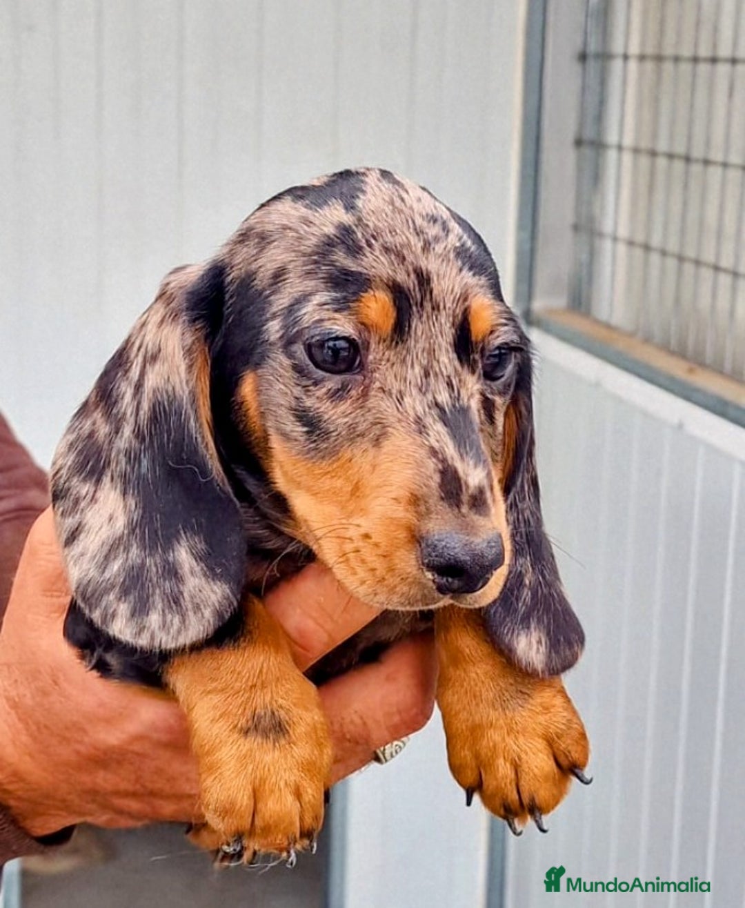 Teckel perros en venta: Teckel miniatura precio real - Anuncio 3