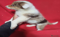 Border Collie perros en venta: Border Collie Merle  - Imagen 2