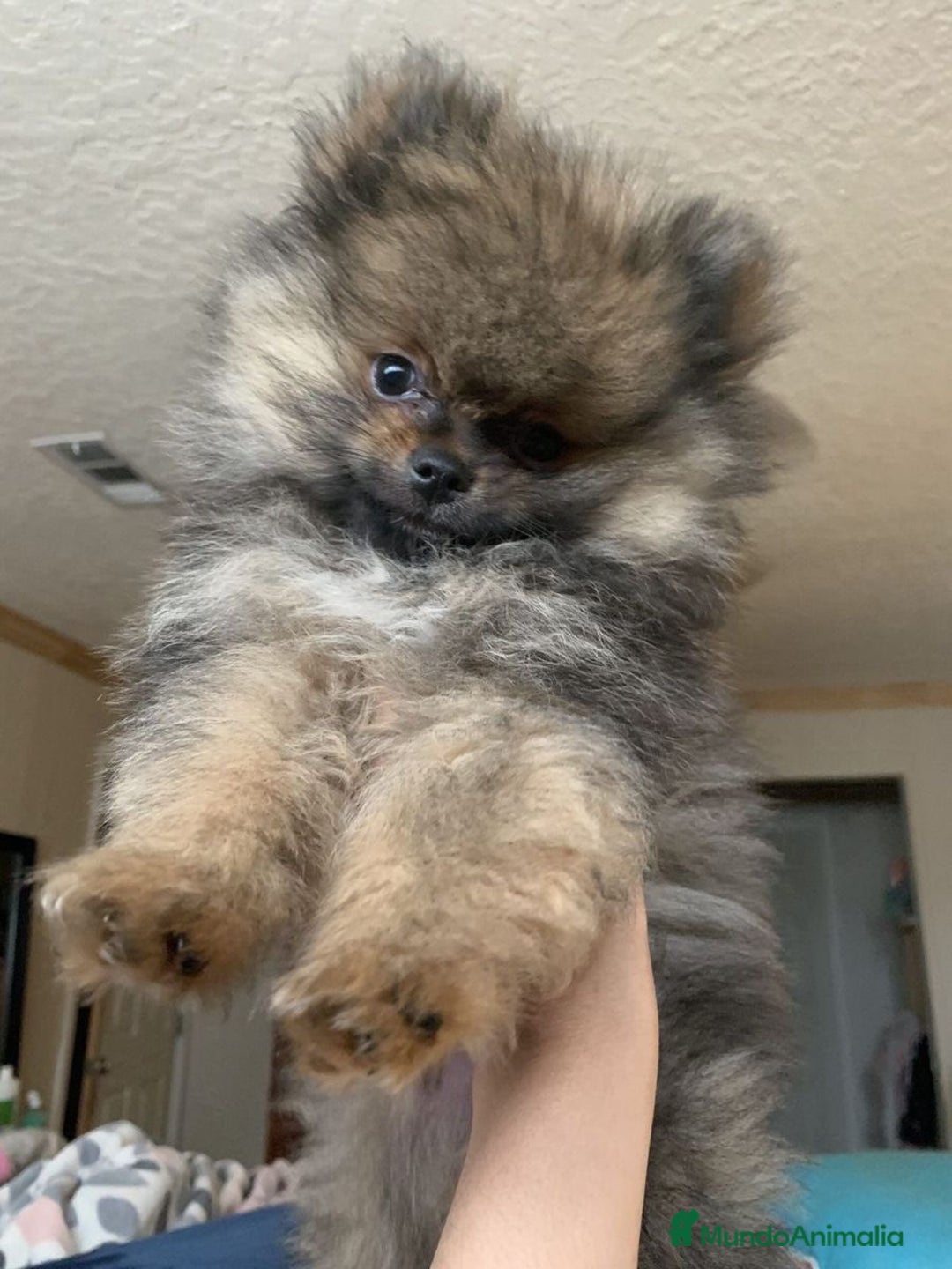 Pomerania perros en venta: CAMADA POMERANIA SABLE DISPONIBLE - Anuncio 1