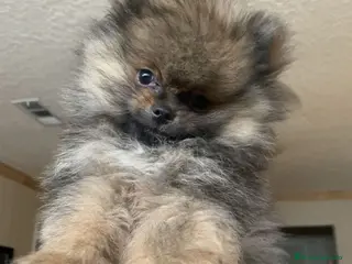 Pomerania perros CAMADA POMERANIA SABLE DISPONIBLE - Anuncio 9