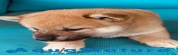 Shiba Inu perros en venta: Shiba Inu Hembra 2 de Magy - AQUANATURA en Barcelona - Anuncio 4