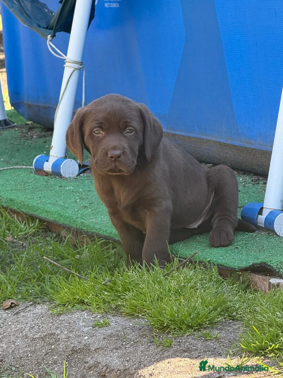 Labrador Retriever perros en venta: Último macho labrador  - Anuncio 1