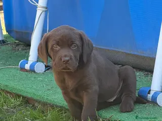Labrador Retriever perros Último macho labrador - Anuncio 2