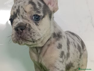 Bulldog Francés perros en Málaga - Anuncio 27