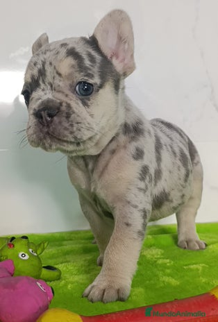 Bulldog Francés perros en Málaga - Anuncio 20