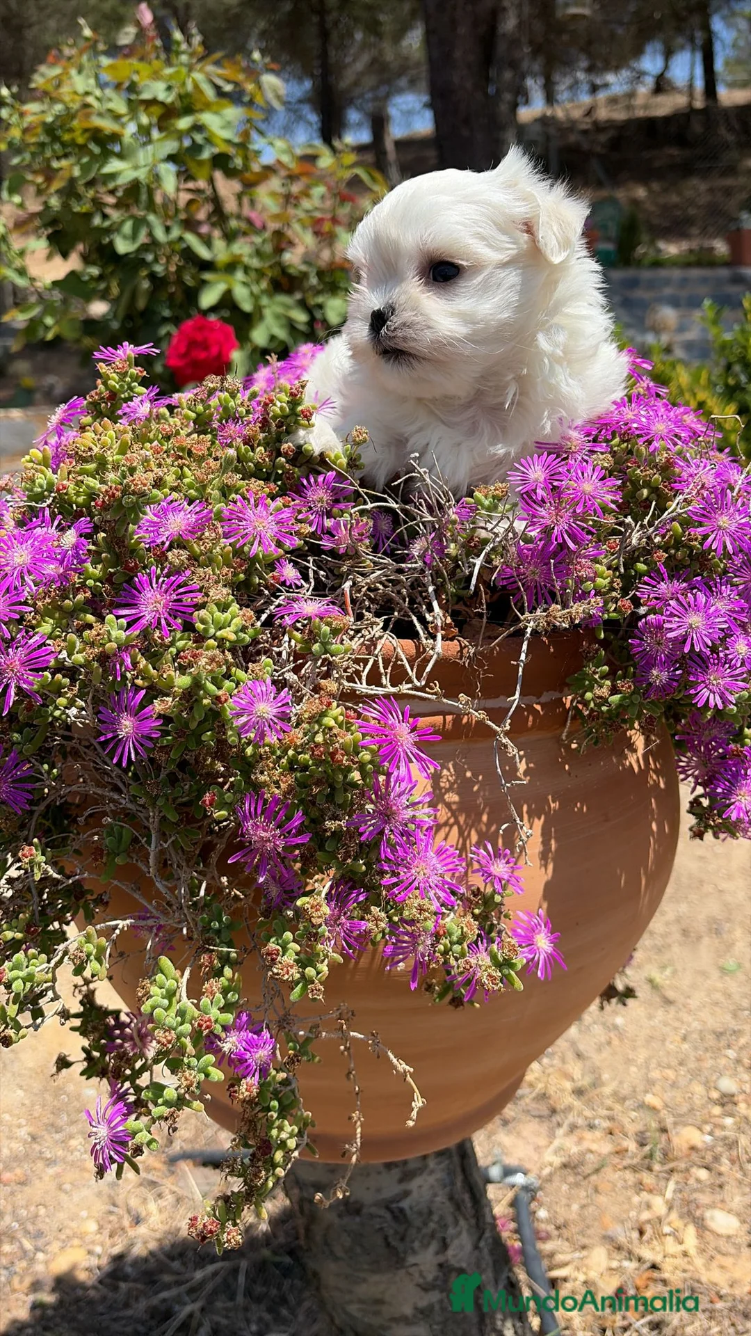 Bichón Maltés perros en venta: Bichon maltés muy chiquitín !!! - Anuncio 4