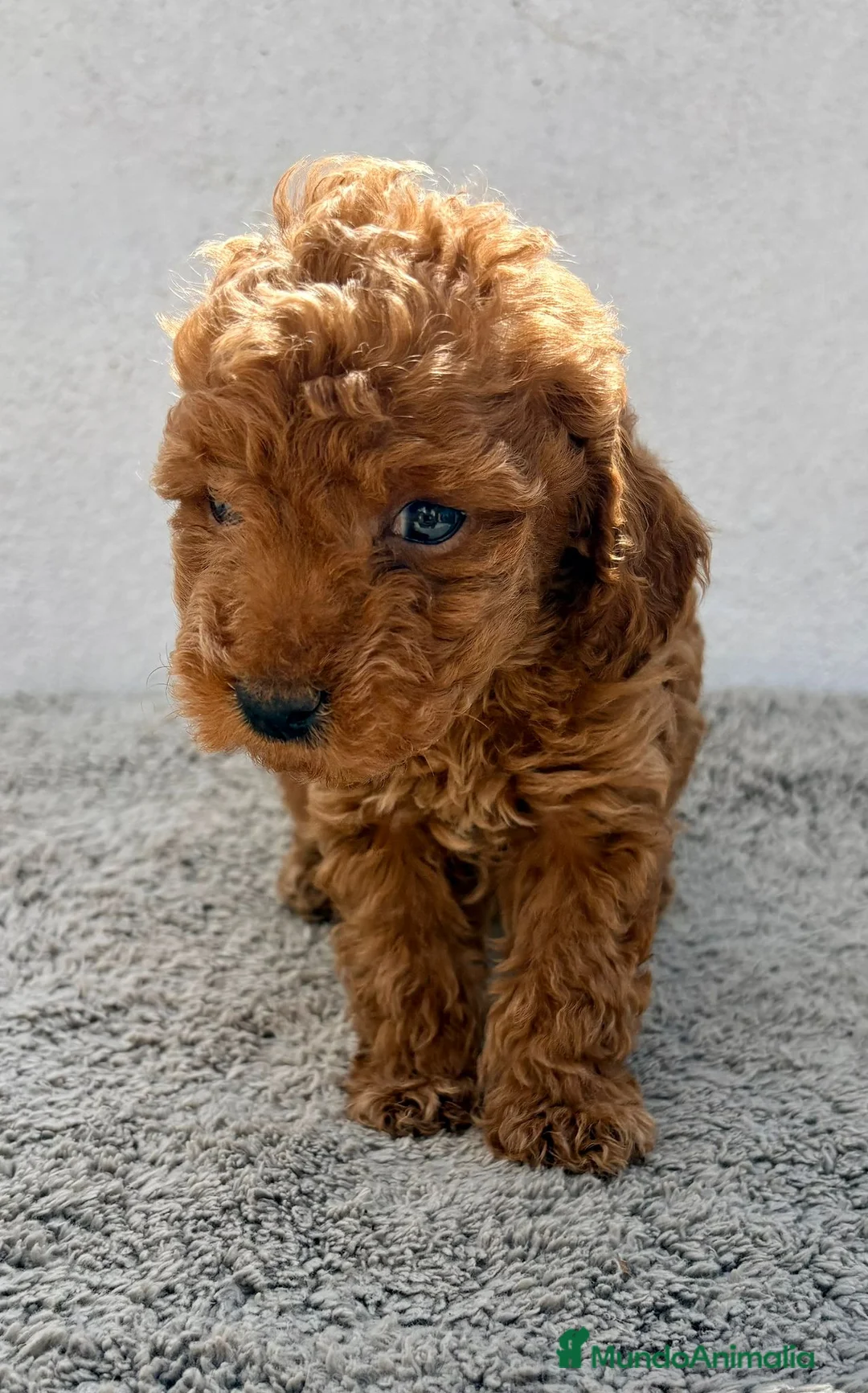 Caniche Toy perros en venta: Caniche toy hembra - Anuncio 2